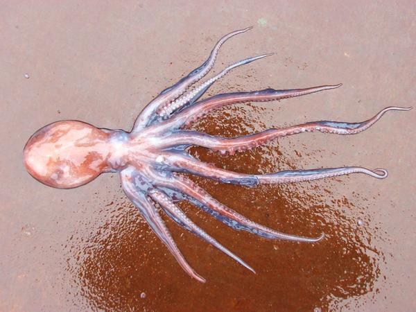 Octopus 八爪鱼缩略图