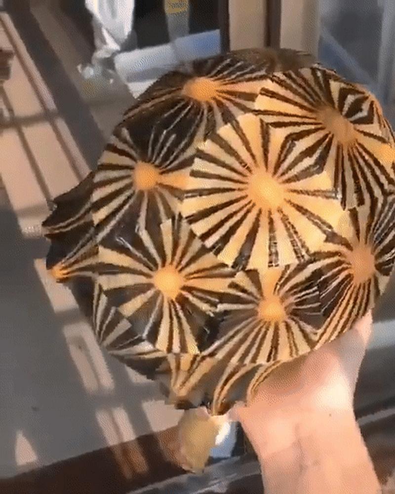 辐射龟爆纹游戏截图