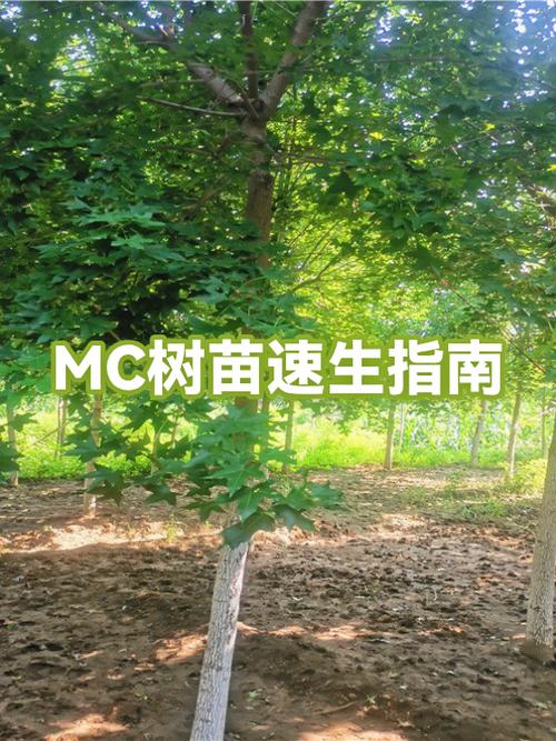 我的世界树苗怎么快速长大游戏截图