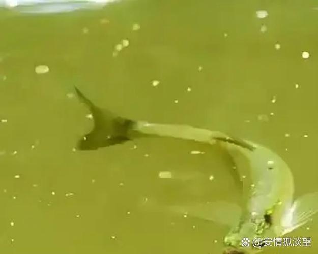 鱼的寿命是多长时间缩略图