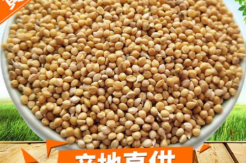 带壳小米叫什么名字缩略图