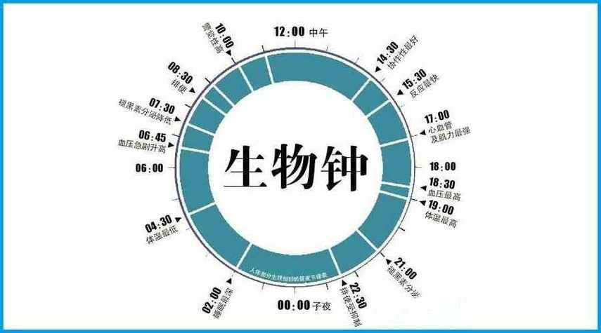 生物钟与时辰的关系缩略图