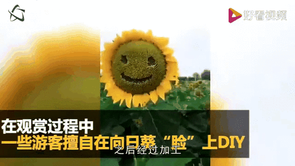 向日葵老是掉线缩略图