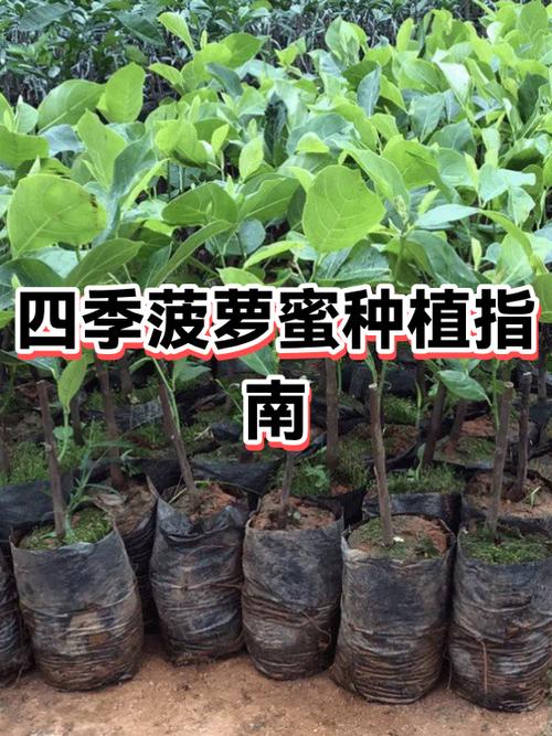 脆甜的菠萝蜜是哪种图标
