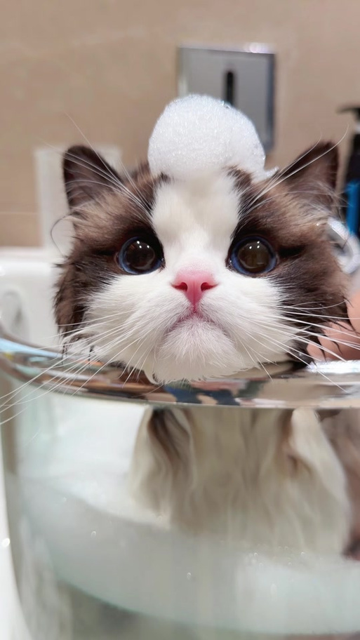 布偶猫的叫声游戏截图