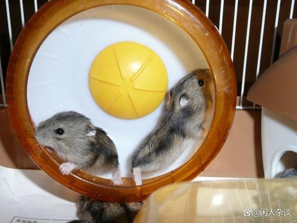 仓鼠可以吃鸡蛋吗缩略图