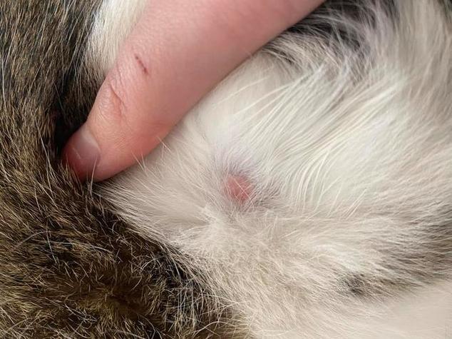 猫皮下有摸到硬疙瘩缩略图