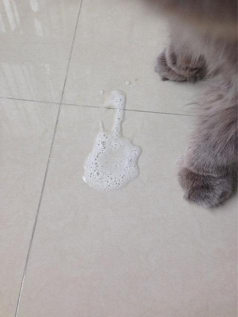 猫咪呕吐白色泡沫缩略图