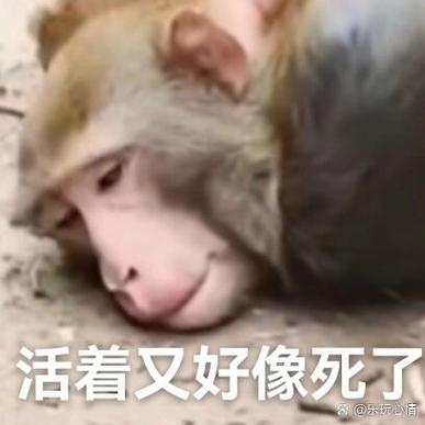 猴子捂脸的表情什么意思游戏截图