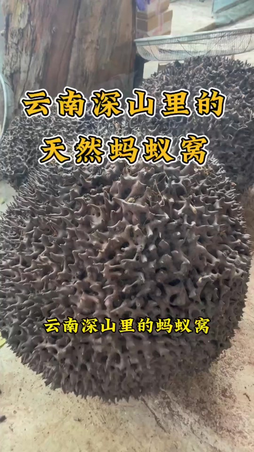 蚂蚁可以泡水喝吗游戏截图