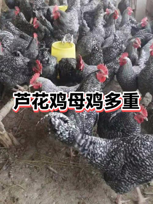 鸡有几种品种缩略图
