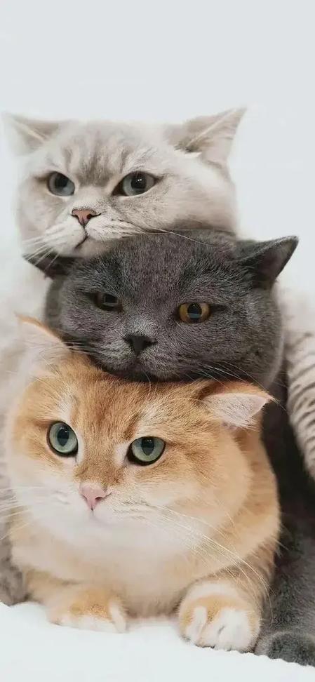 猫咪官方最新版网站缩略图