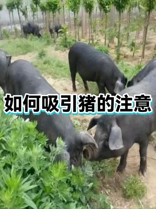 怎么吸引猪过来图标