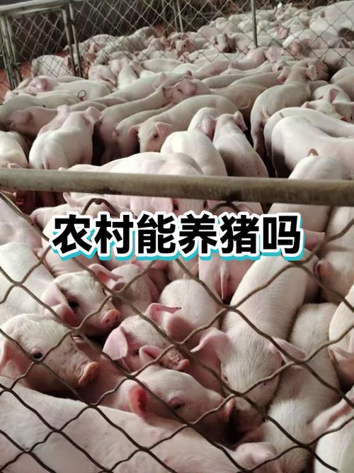 农村可以养猪吗游戏截图