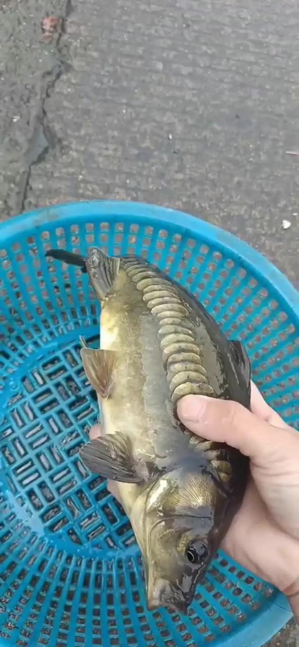 小鱼不去鱼鳞能吃吗缩略图