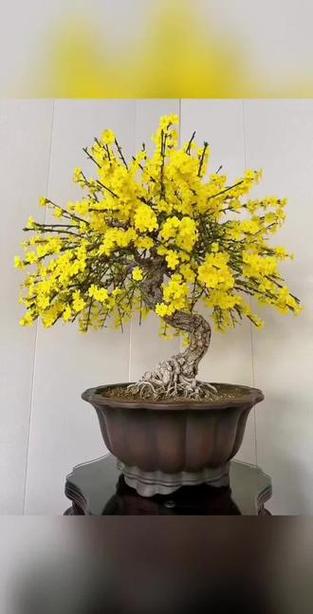 迎春花盆景图片缩略图