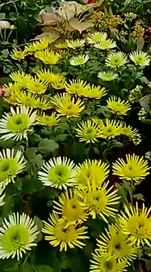 花枝助手缩略图
