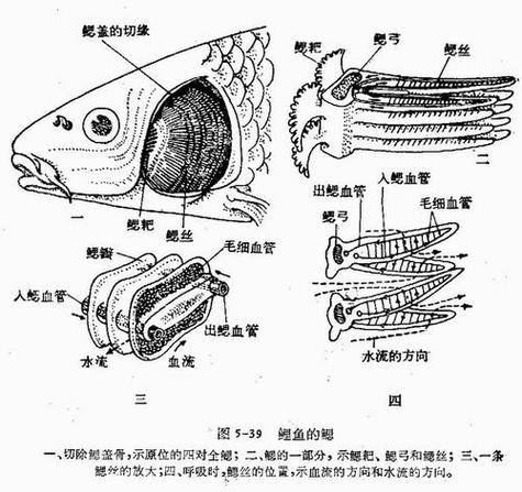 鱼鳃旁边叫什么部位游戏截图