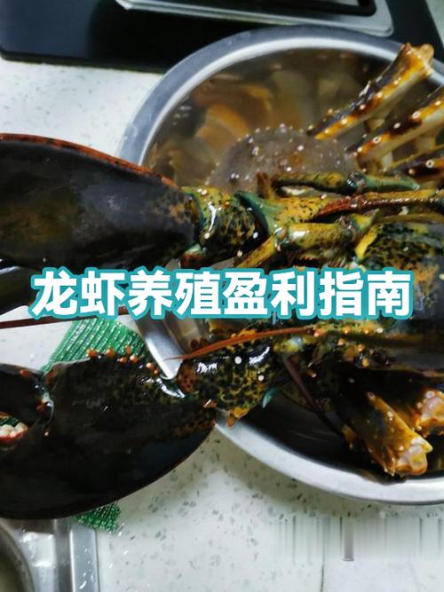 养殖龙虾一亩利润缩略图
