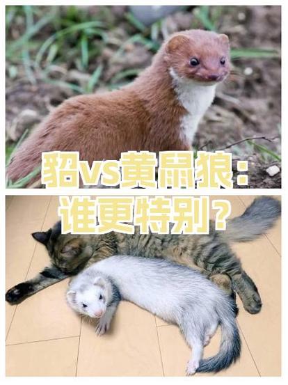 黄鼠狼vs狐狸谁厉害