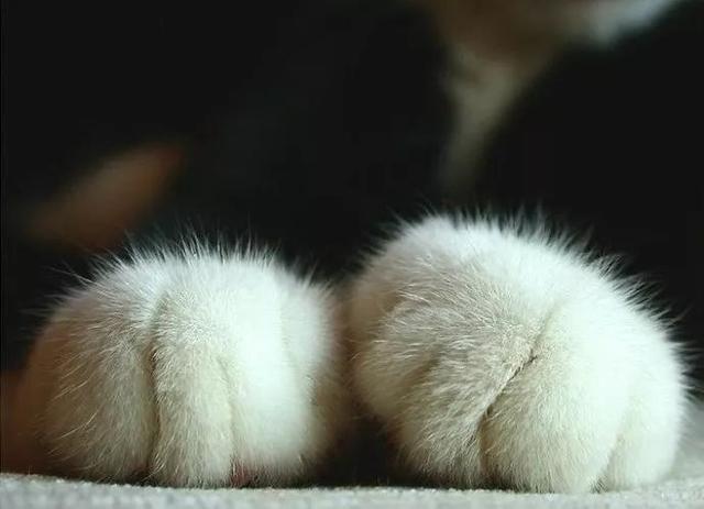 猫爪黑色是什么品种缩略图
