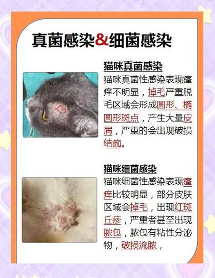 猫咪后大腿内侧有一坨肉缩略图