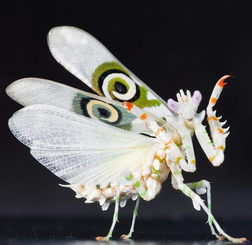 刺花螳螂vs魔花螳螂游戏截图