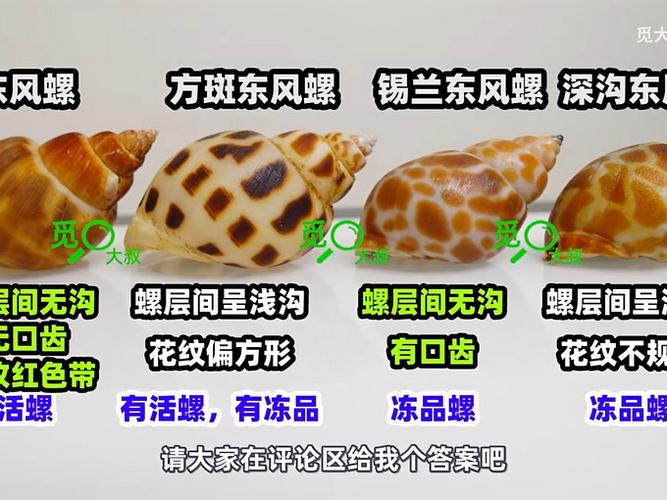 花螺有几个品种图标