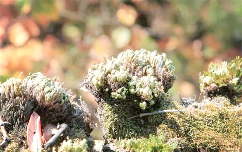 复活草适合什么年龄缩略图