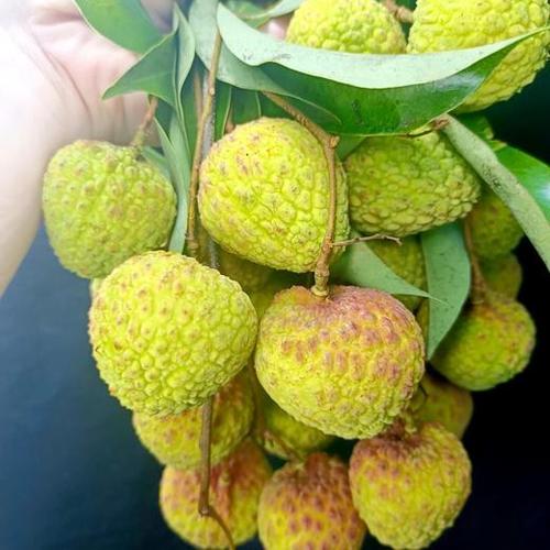 天天吃荔枝好吗图标