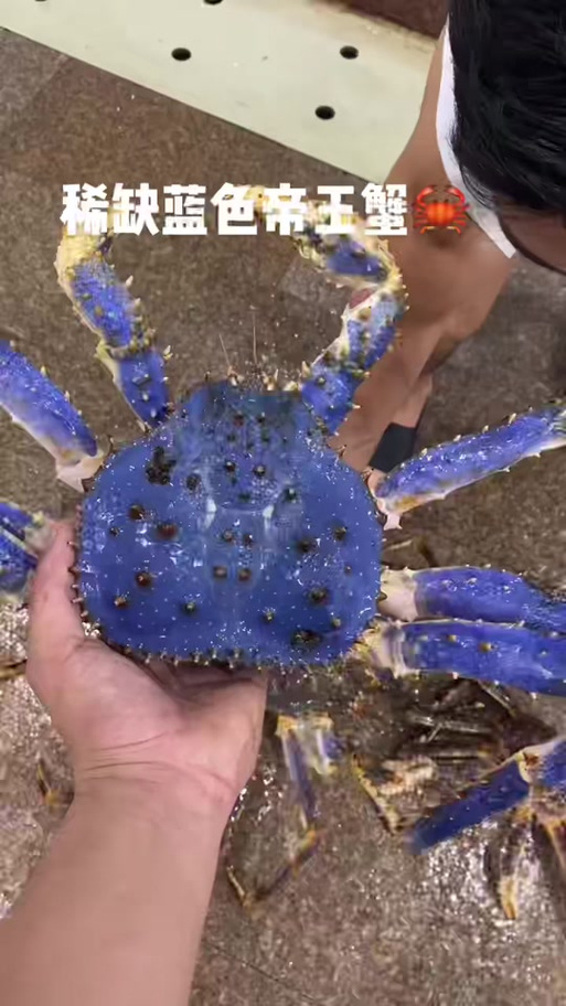 蓝色螃蟹图片缩略图