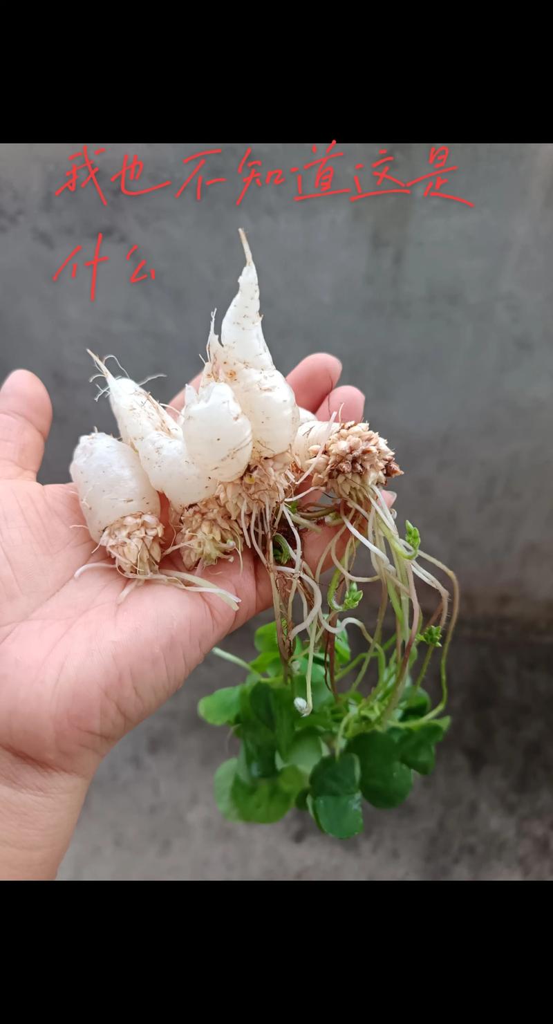 保卫萝卜2第86关水晶萝卜攻略游戏截图