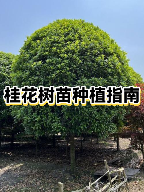 桂花养殖方法与技巧缩略图
