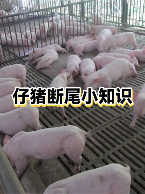 猪断尾好还是不断尾好缩略图
