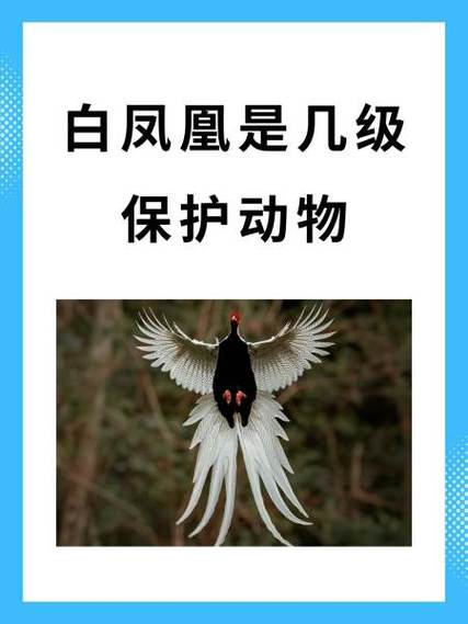 白色的凤凰是什么缩略图