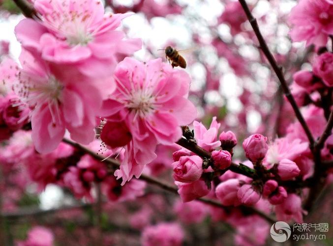桃花源里桃花开缩略图