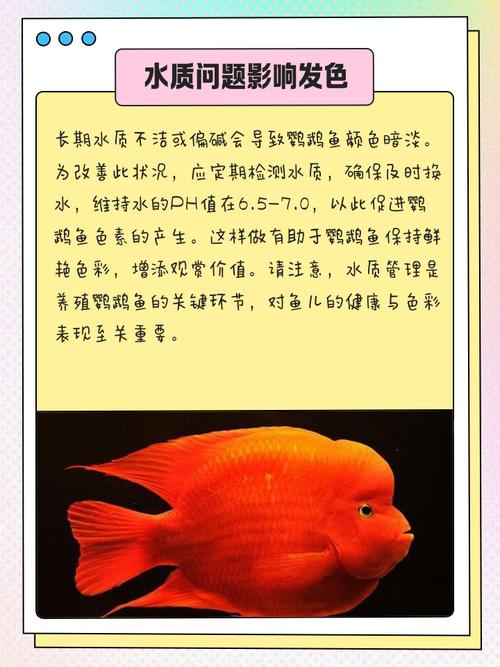 鹦鹉鱼颜色突然变浅缩略图