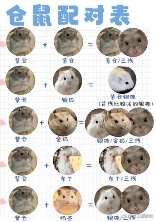 小仓鼠会生宝宝吗游戏截图