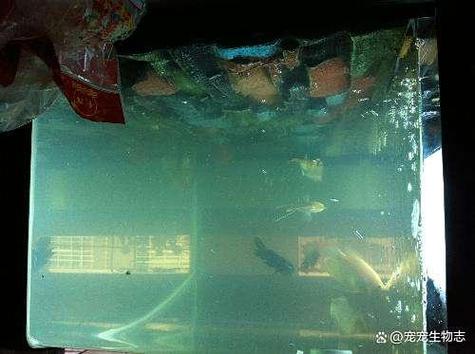 鱼缸换了水还是浑浊怎么办游戏截图