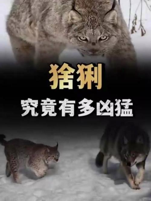 猞猁和狼单挑谁厉害缩略图