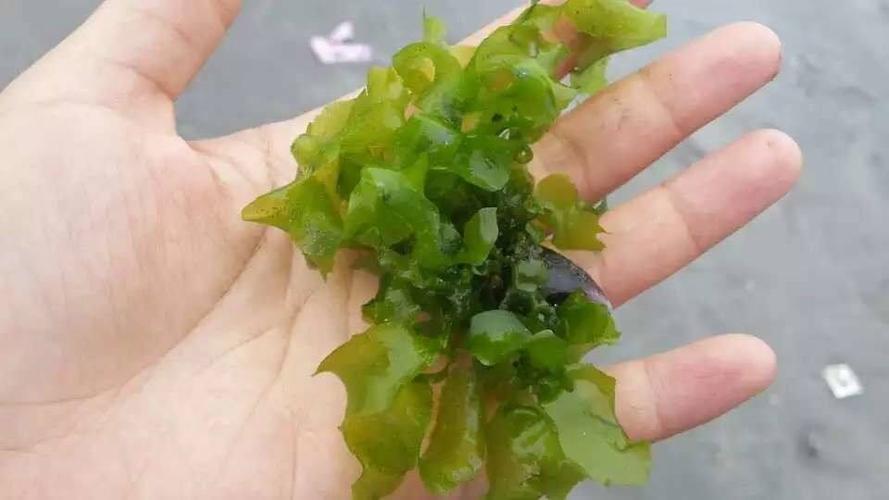海草孕妇可以吃吗游戏截图