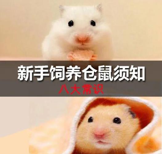 孩子养仓鼠害处缩略图
