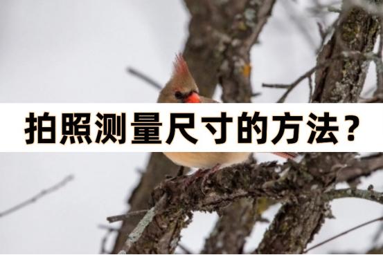 拍照尺寸测量游戏截图