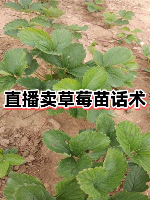 草莓销售话术游戏截图