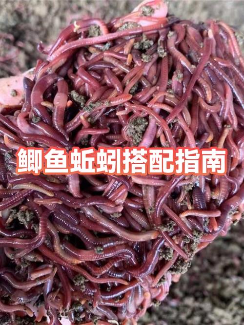 蚯蚓钓鲫鱼最快方法缩略图