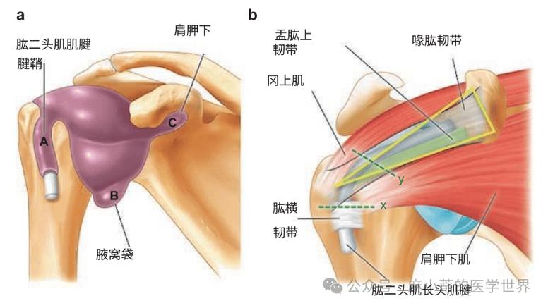 冈上肌腱损伤赔偿标准缩略图