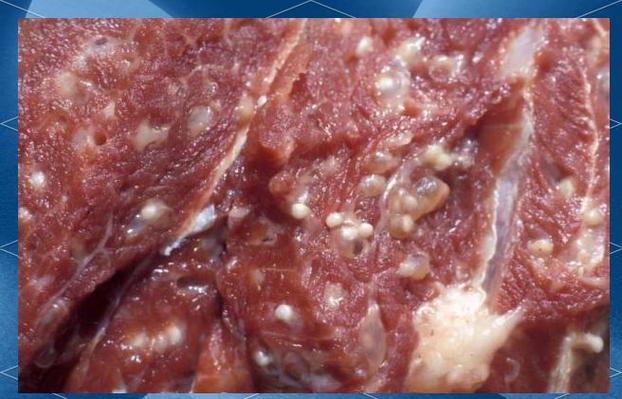 什么叫米猪肉?游戏截图