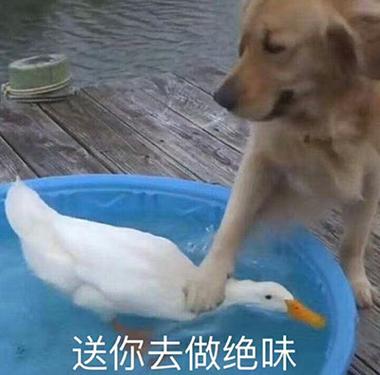 抓去当鸭子缩略图