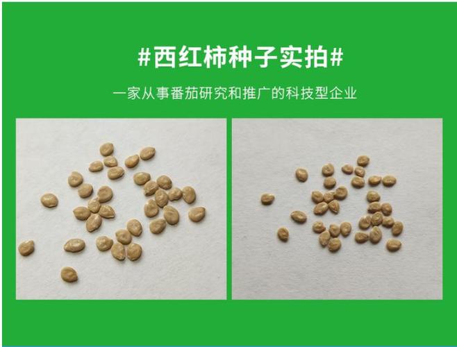 番茄里的籽能吃吗缩略图