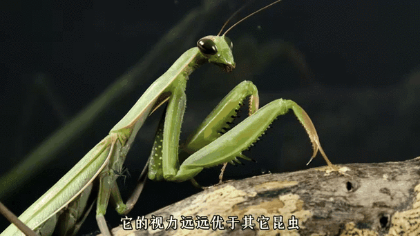 怎么捕捉大量螳螂缩略图